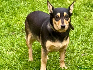 Miniature Pinscher dogs Eliza: The Little Heart That Chose to Live - Advert 13