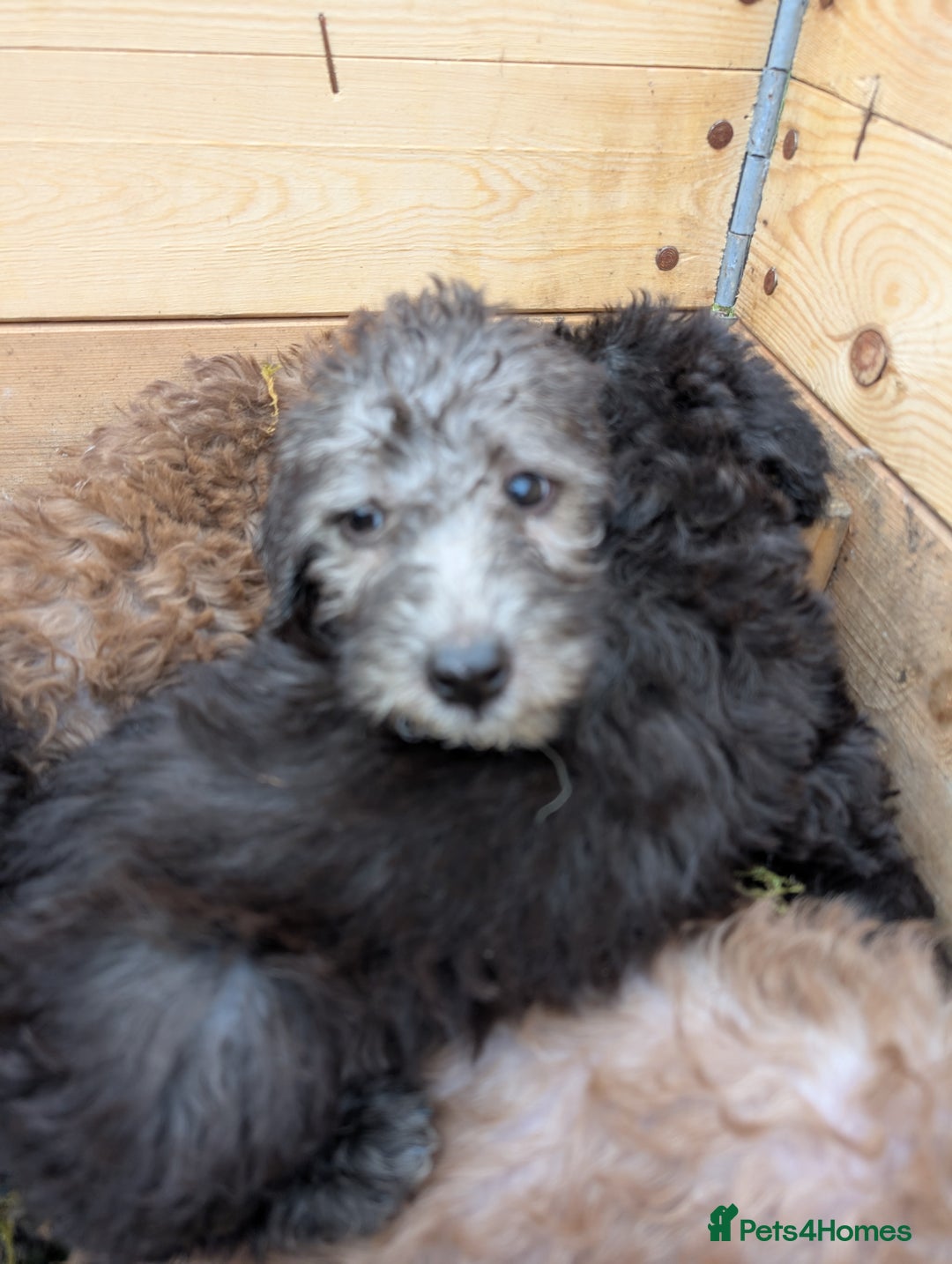 Bedlington Terrier dogs for sale: Bedlington terriers - working stock - Image 9