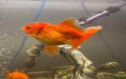 Goldfish fish for sale: Oranda goldfish  - Image 11