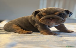 English Bulldog dogs for sale: Stunning KC Registered English Bulldog Puppies - Image 11