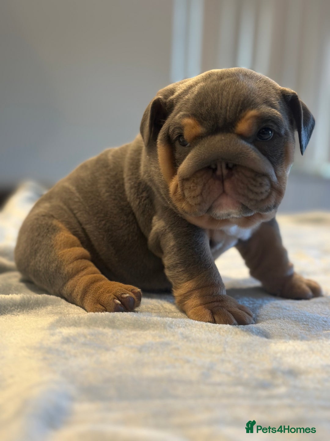 English Bulldog dogs for sale: Stunning KC Registered English Bulldog Puppies - Image 11