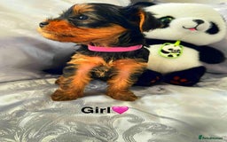 Yorkshire Terrier dogs for sale: Pedigree Yorkshire Puppies - Image 6