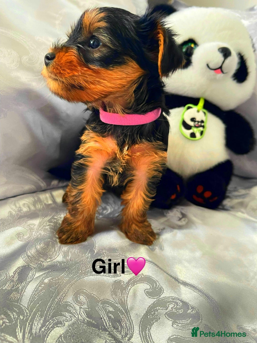 Yorkshire Terrier dogs for sale: Pedigree Yorkshire Puppies - Image 6