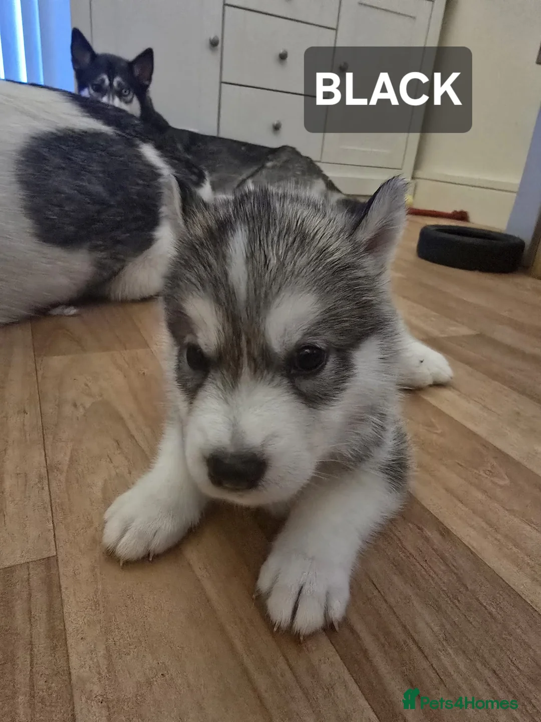 Siberian Husky dogs for sale: A lovely liter of 6 siberian husky pups. - Advert 13