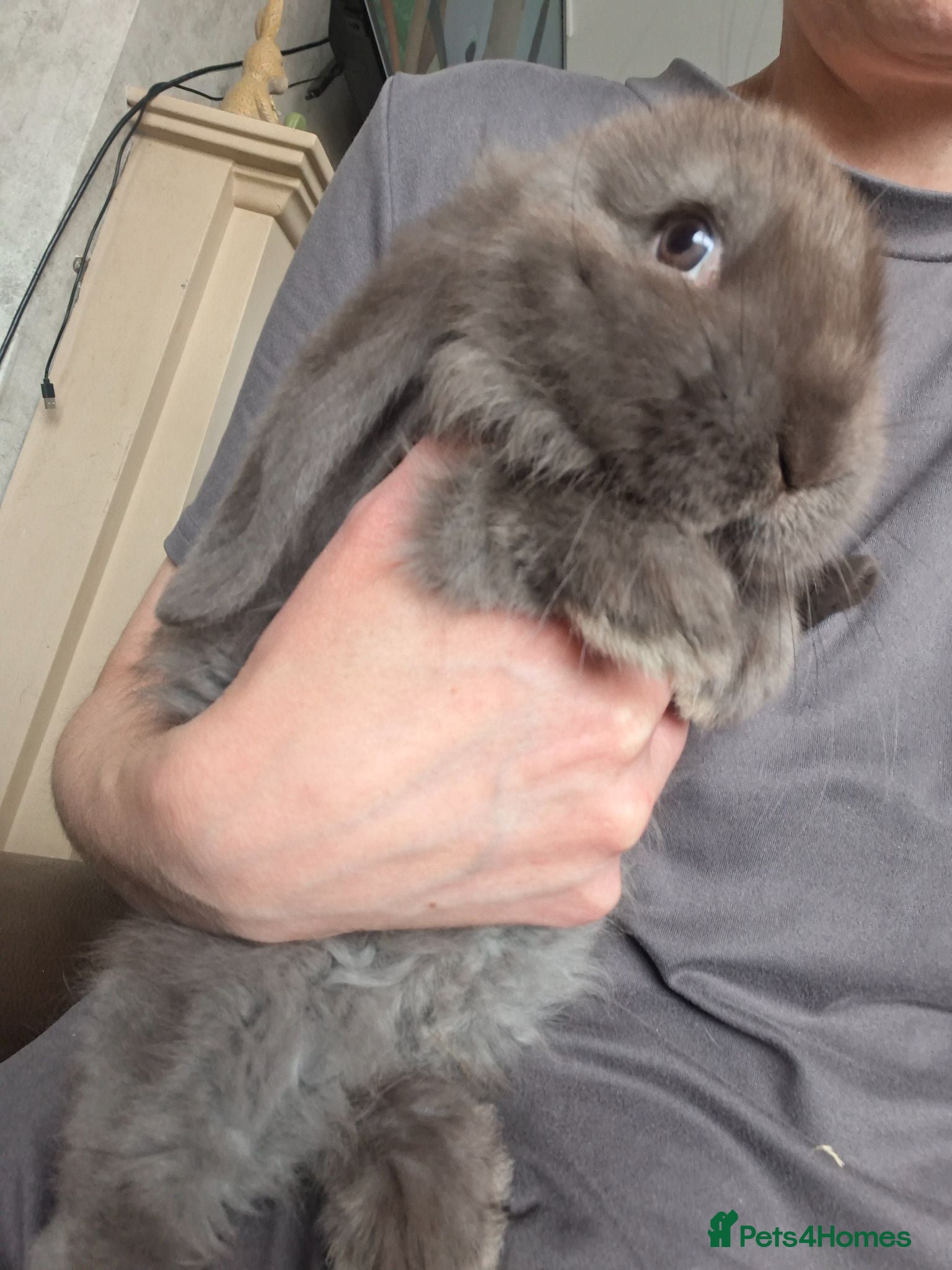 French Lop rabbits Pure bred french lop babies - Advert 2