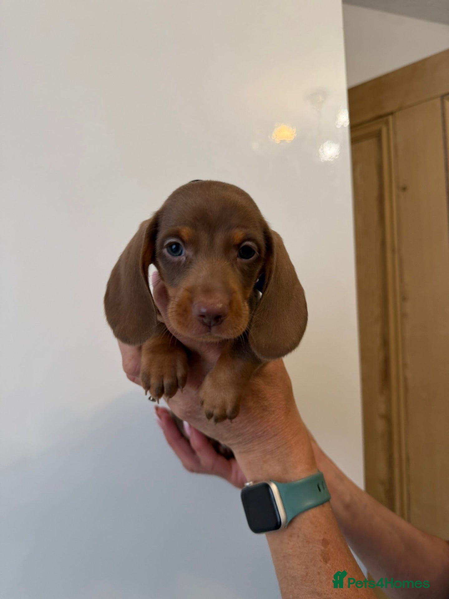 Miniature Dachshund dogs 🤩4 stunning miniature dachshund 🤩 - Advert 4