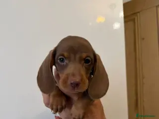 Miniature Dachshund dogs 🤩4 stunning miniature dachshund 🤩 - Advert 4