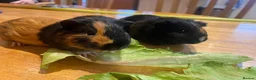 Guinea Pig rodents for sale: Female guinea pigs in Shepton Mallet - Advert 1