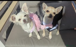 Chihuahua dogs for sale: 2 female chihuahuas  - Image 6