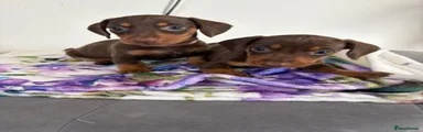 Dachshund 4