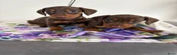 Dachshund dogs for sale: Dachshund  - Advert 10