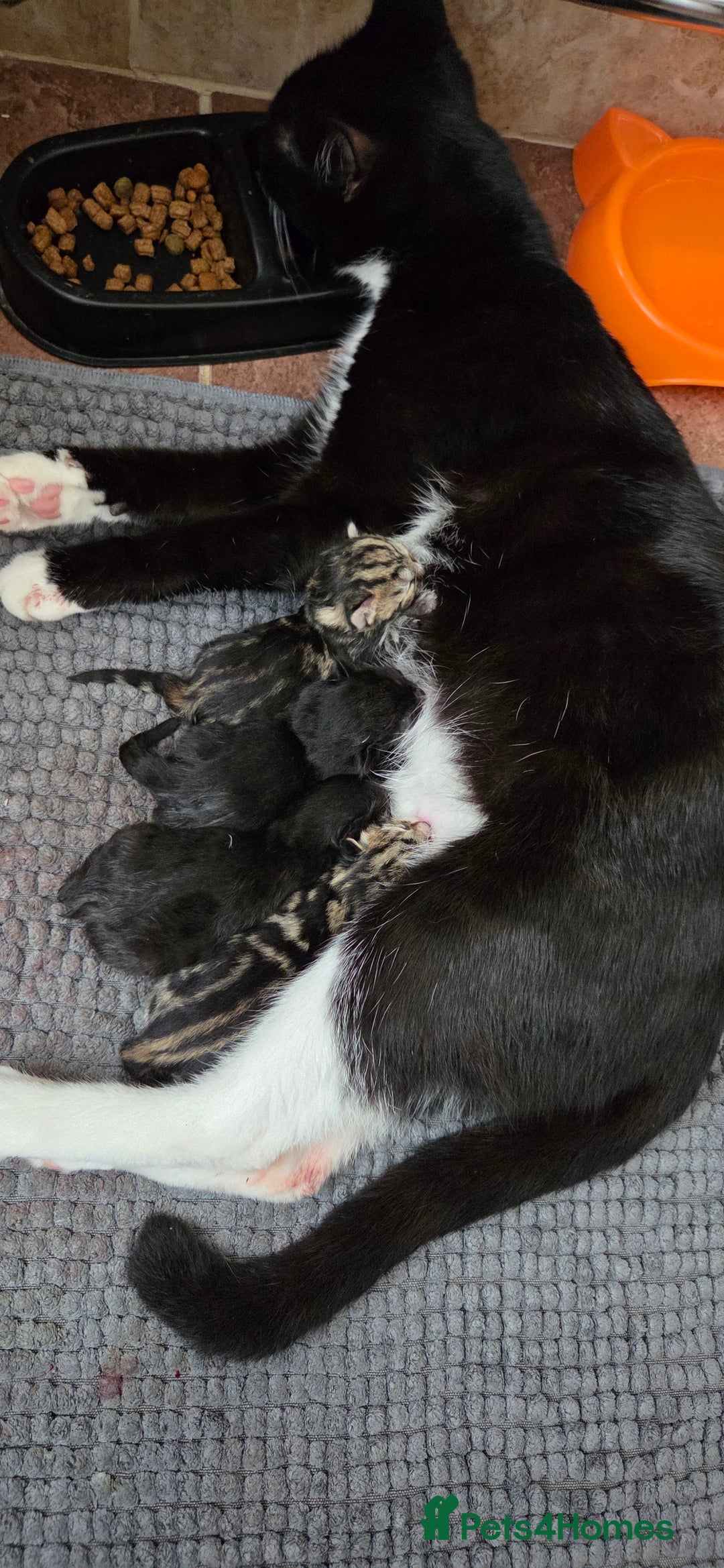 Mixed Breed cats for sale: Kittens - Advert 1