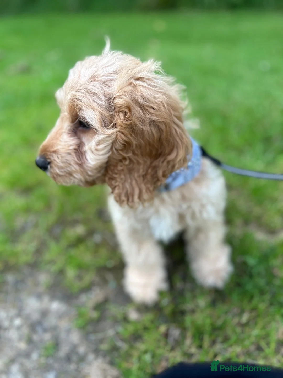 Cockapoo dogs for sale: 15 Week Old Cockapoo Looking for a Forever Home 🐾 in Manchester - Advert 2