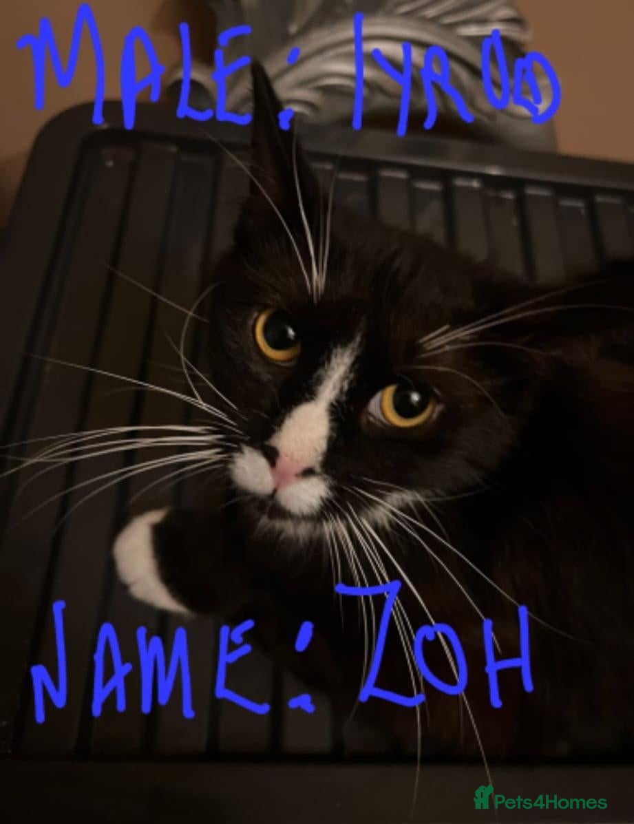 Mixed Breed cats for sale: GORGEOUS CATS NEED A LOVING HOME - Advert 2
