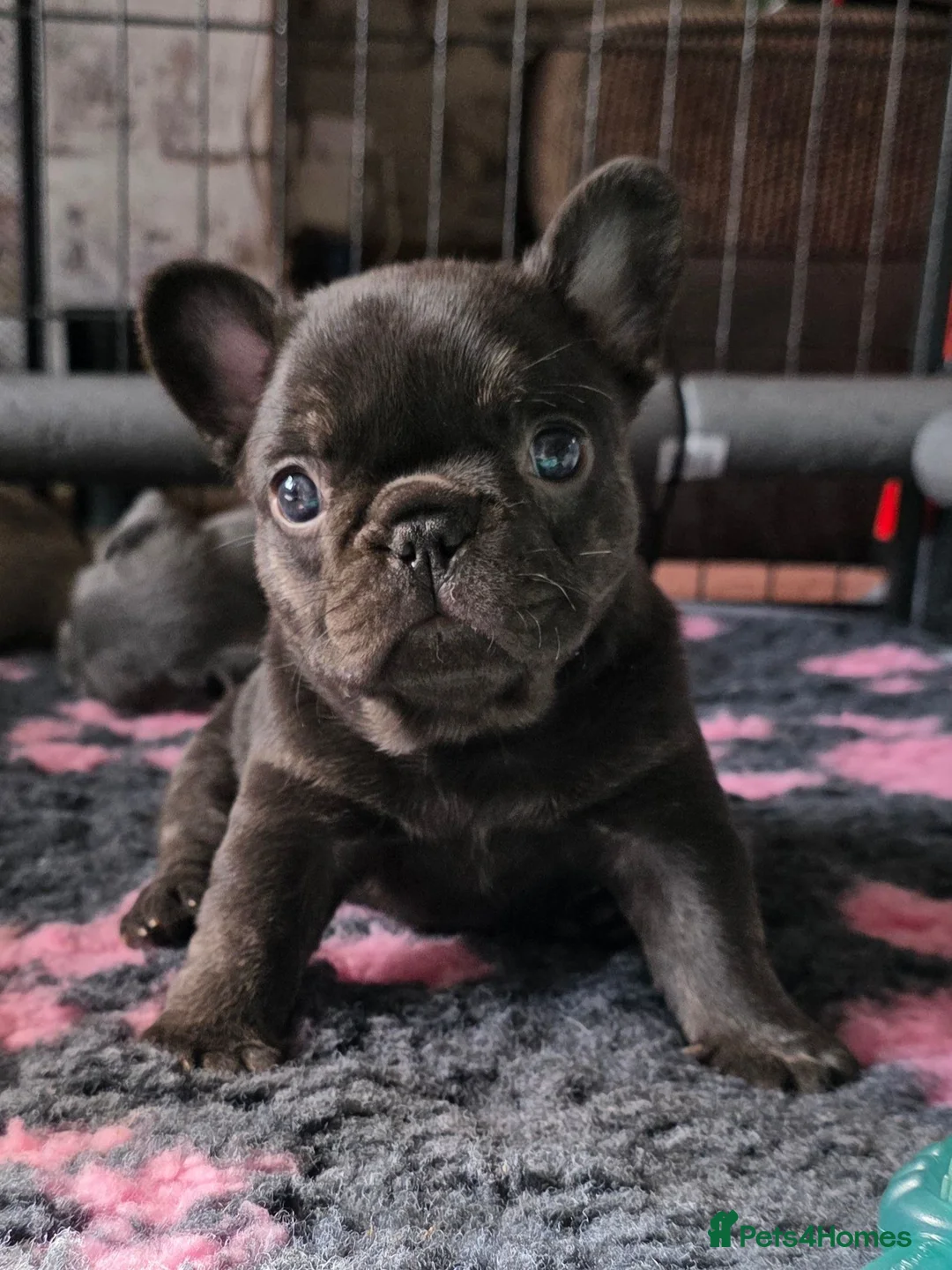 French Bulldog dogs for sale: 2 Beautiful KC registered girls - Advert 2