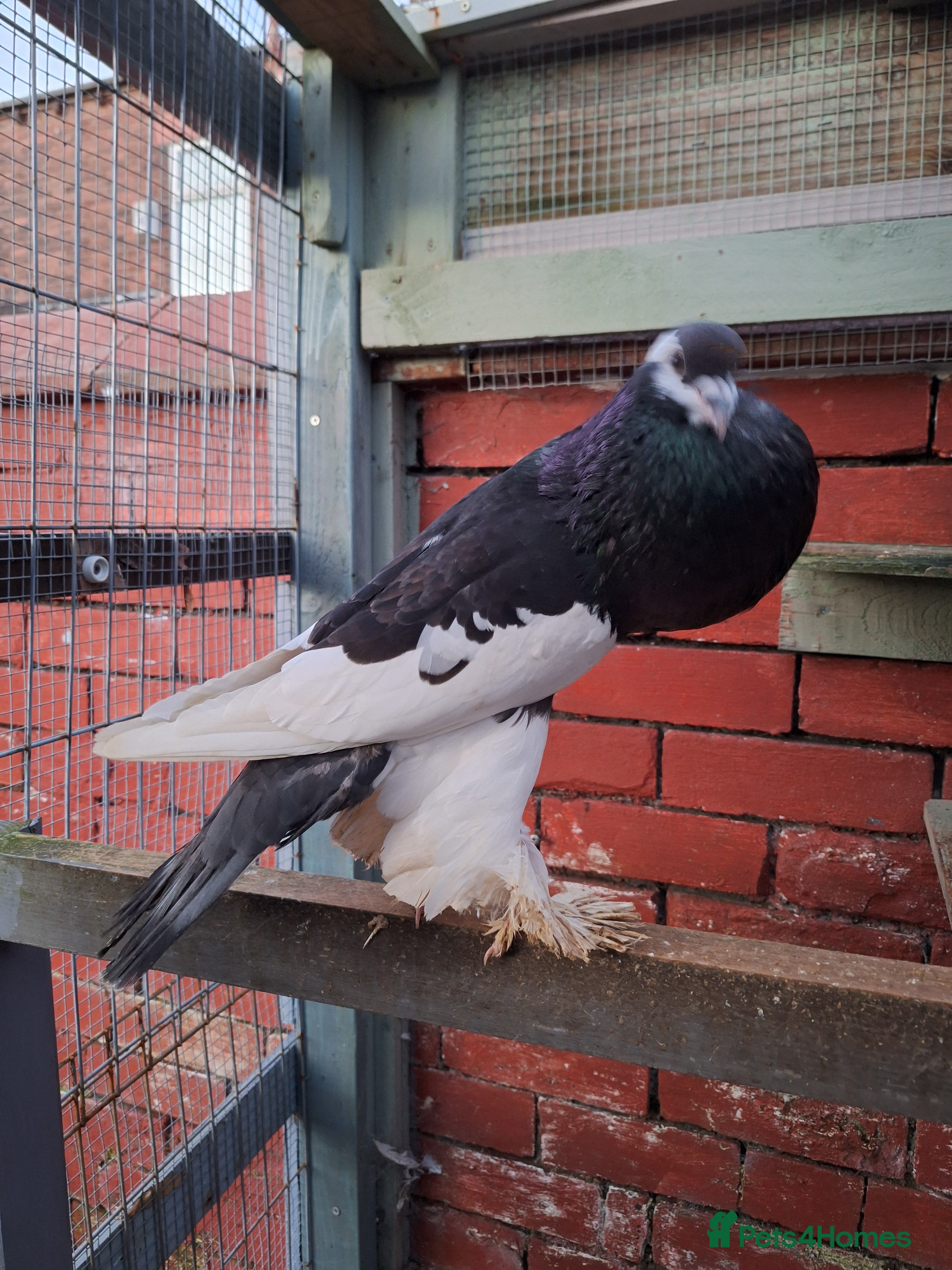 Pigeons birds 5 mix pigeon for sale - Advert 2