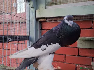 Pigeons birds 5 mix pigeon for sale - Advert 2