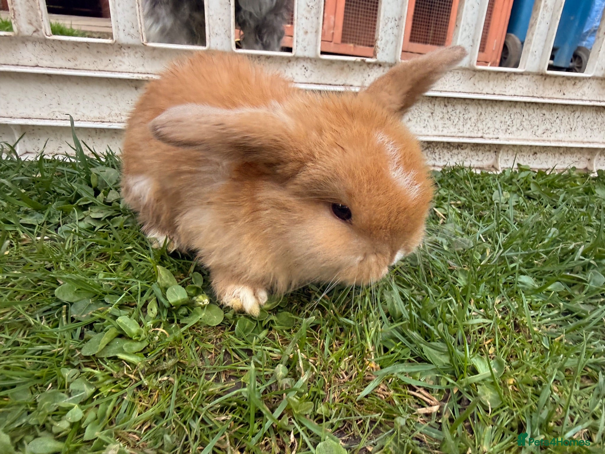 Mini Lop rabbits Beautiful Mini Lop baby rabbits - Advert 1