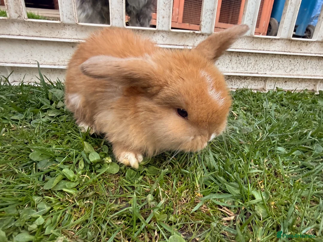 Mini Lop rabbits for sale: Beautiful Mini Lop baby rabbits - Advert 1