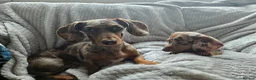 Miniature Dachshund dogs for sale: Only 2 left! Miniature Dachshund Puppies - Advert 14