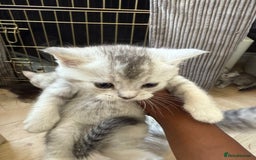 British Shorthair cats for sale: Unusual litter of British Shorthairs - Image 3