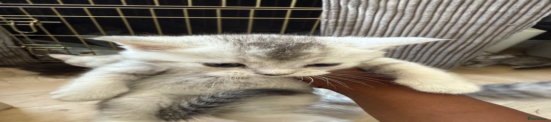 British Shorthair Kitten 1