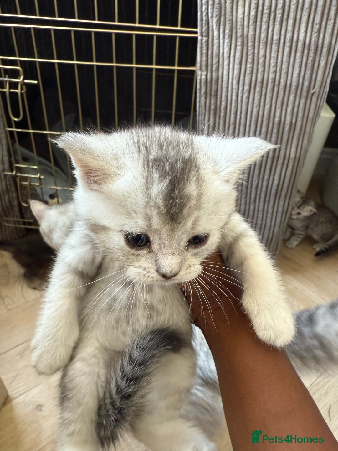 British Shorthair cats for sale: Unusual litter of British Shorthairs - Image 3