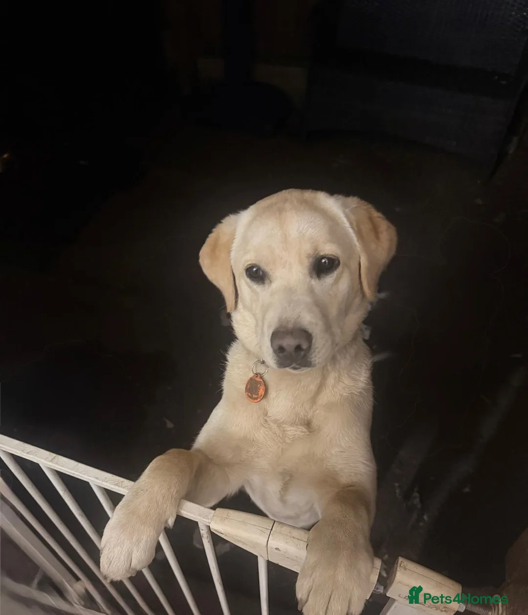 Golden Retriever dogs for sale: Golden Retriever Female 8 Months Loving Home Need - Advert 4