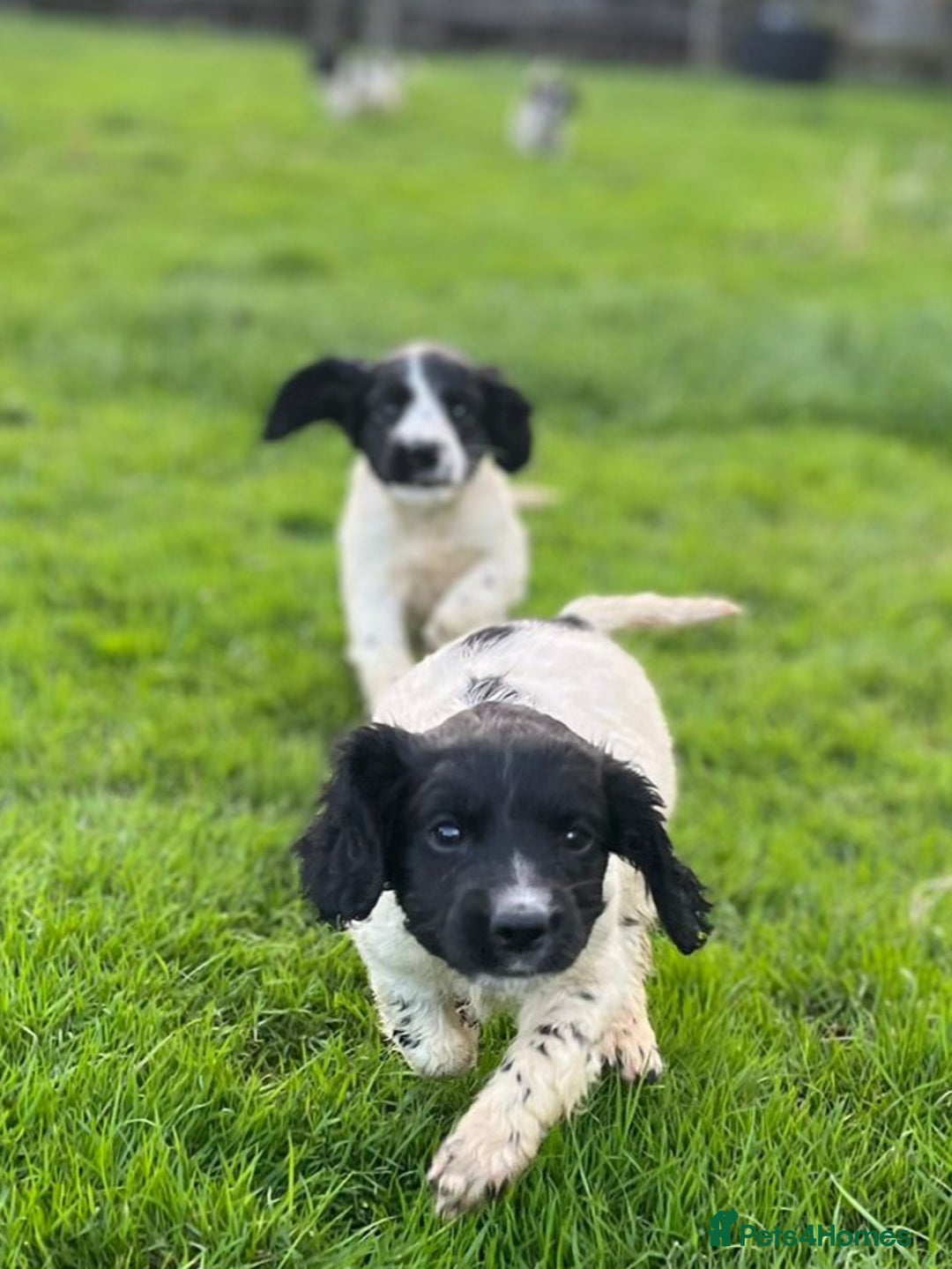 Cocker Spaniel dogs for sale: Cocker Spaniels - Image 6