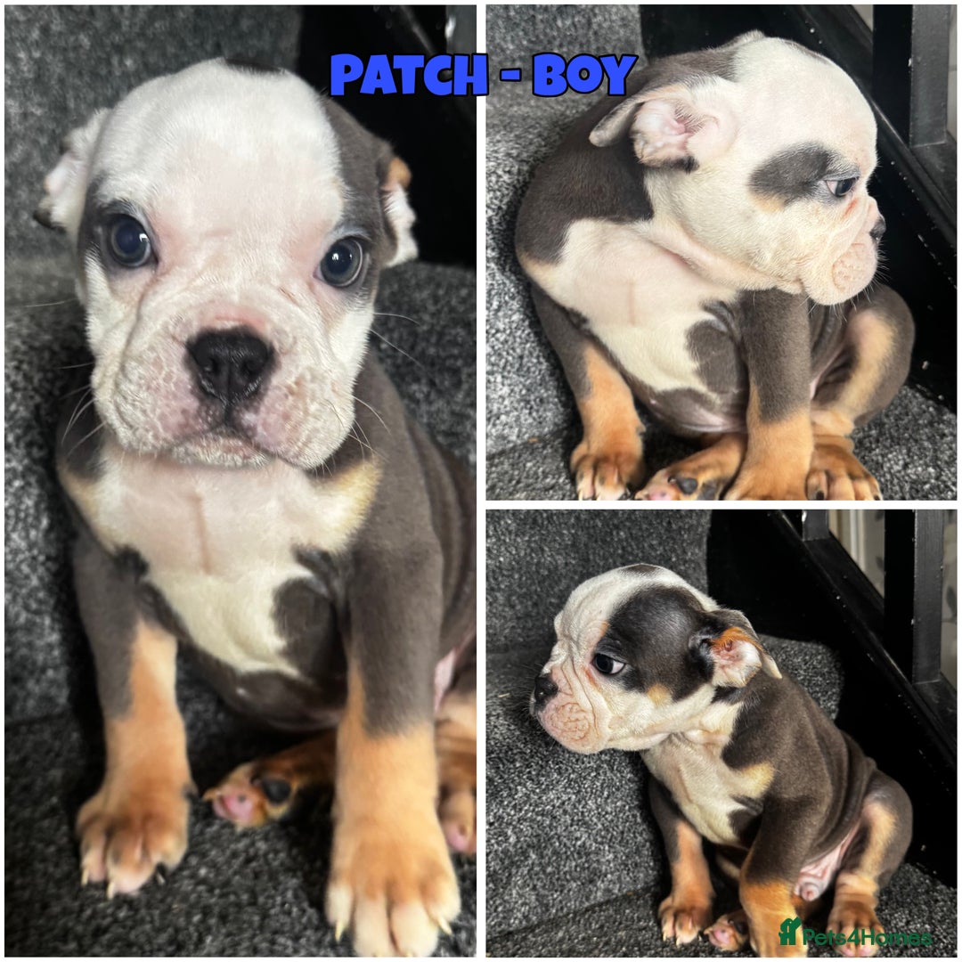 Olde English Bulldogge dogs for sale: 2 LEFT Olde English bulldog pups { READY TO LEAVE} - Image 17