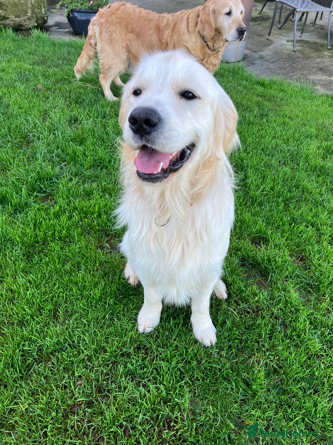 Golden Retriever dogs for sale: K.C reg  Handsome Boy  - Advert 6