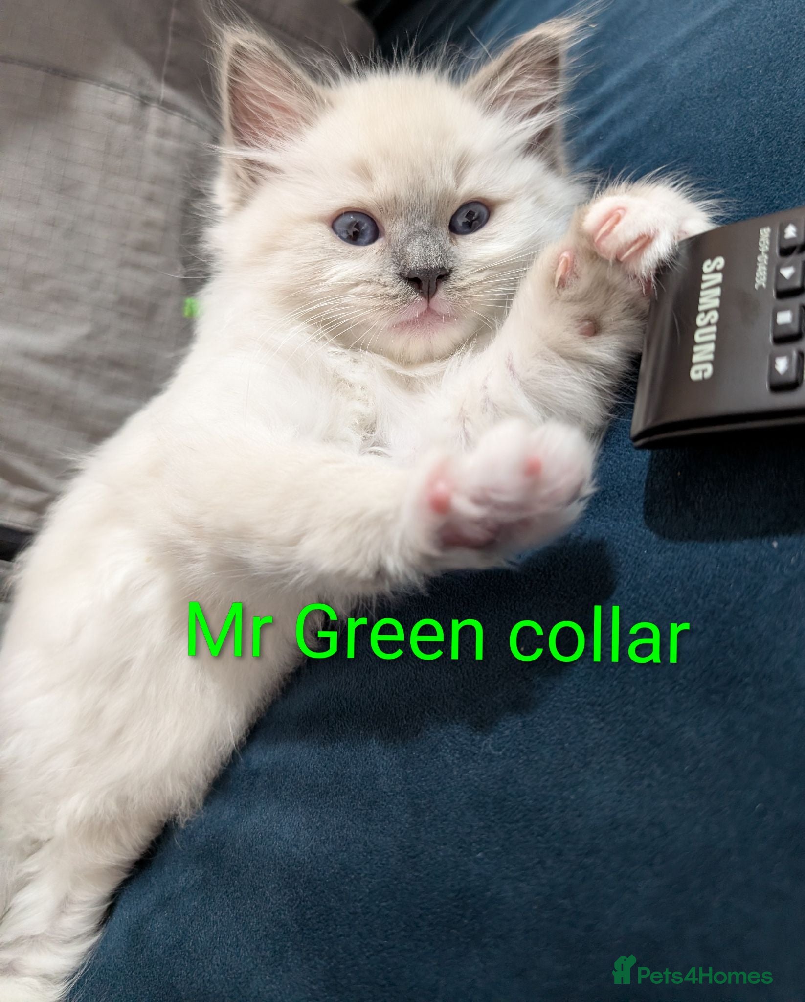 Ragdoll cats 🏆Grandchamp EU TICA Ragdoll kittens  - Advert 7