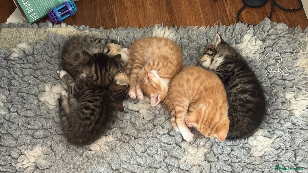 Mixed Breed cats for sale: 5 beautiful kittens  - Advert 1