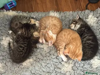 Mixed Breed cats 5 beautiful kittens - Advert 2