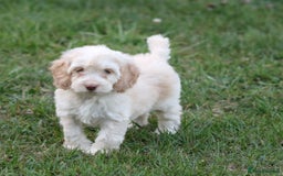 Cockapoo dogs for sale: Most Beautiful Cockerpoo s - Image 6