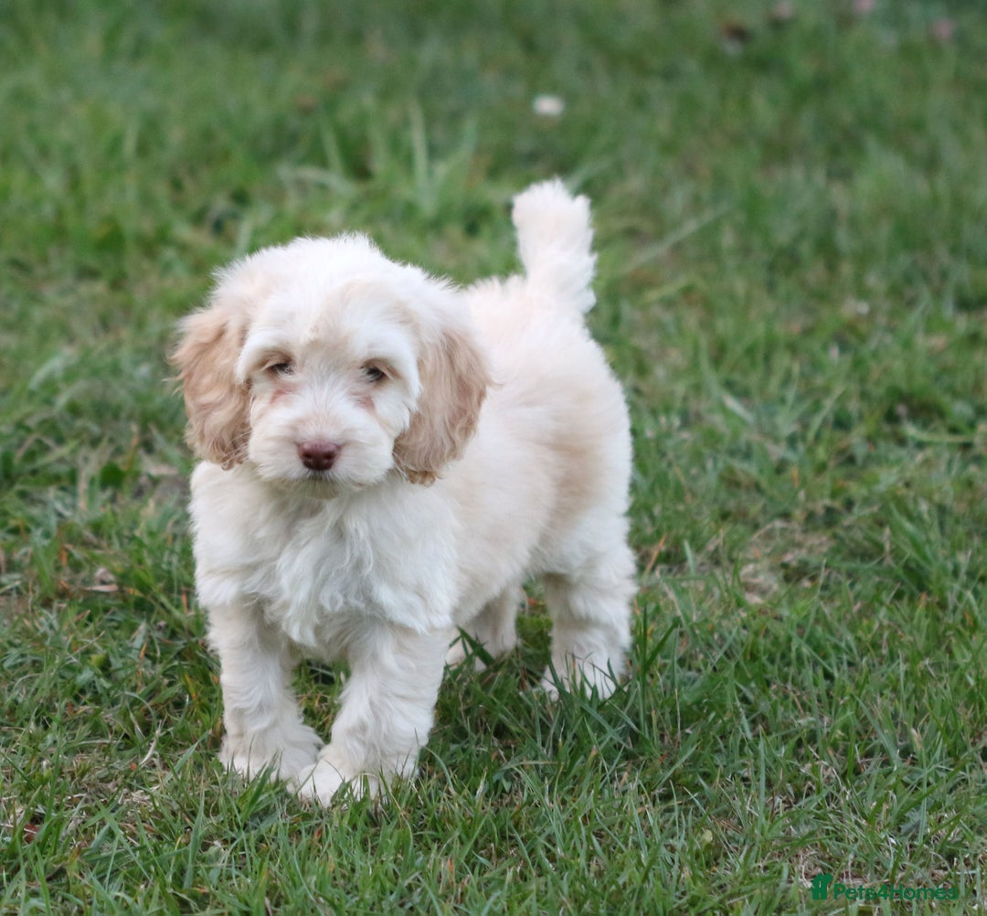 Cockapoo dogs for sale: Most Beautiful Cockerpoo s - Image 6