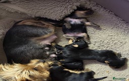 Yorkshire Terrier dogs for sale: Miniature Yorkshire terrier puppies  - Image 11
