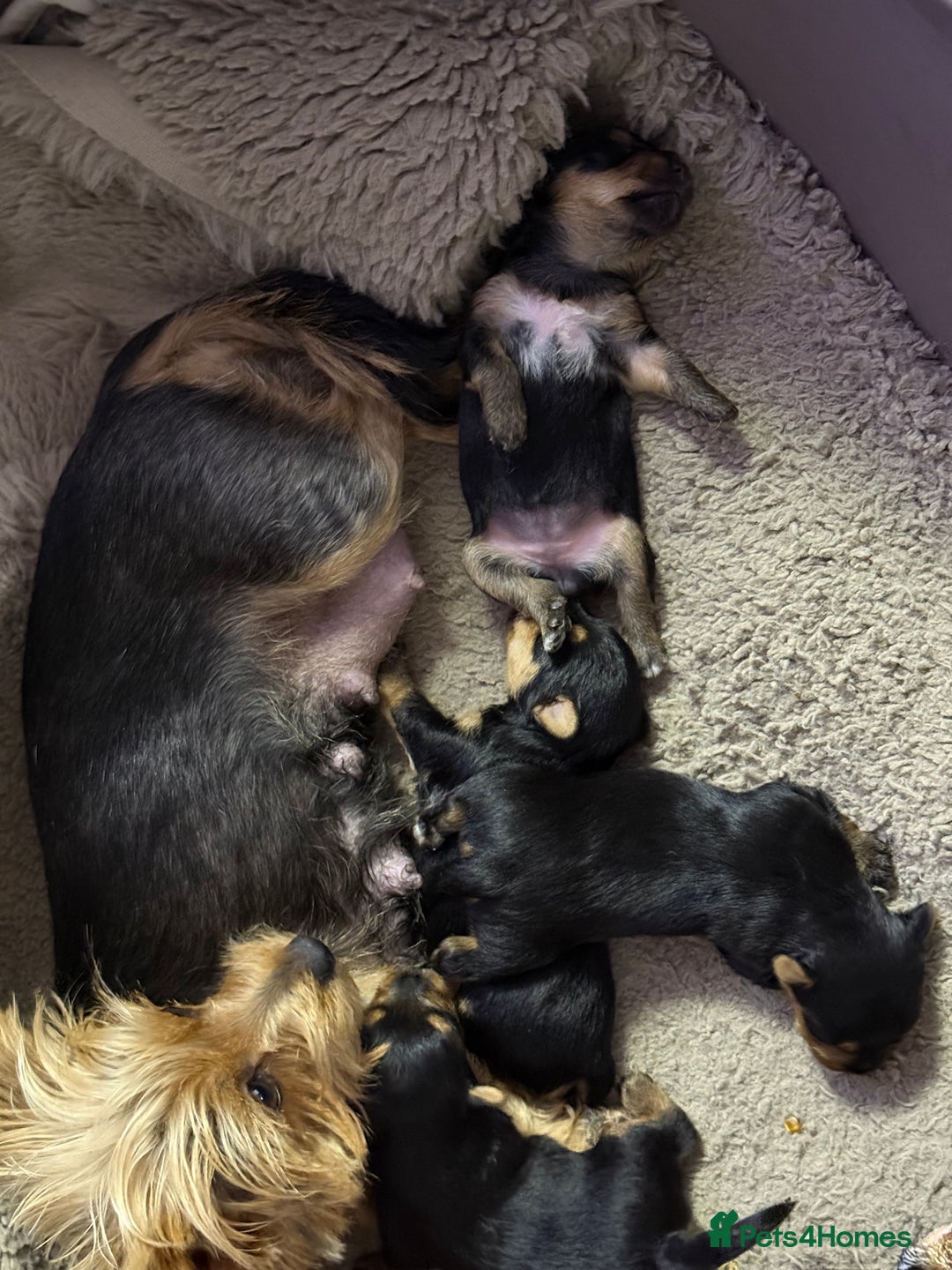 Yorkshire Terrier dogs for sale: Miniature Yorkshire terrier puppies  - Image 11