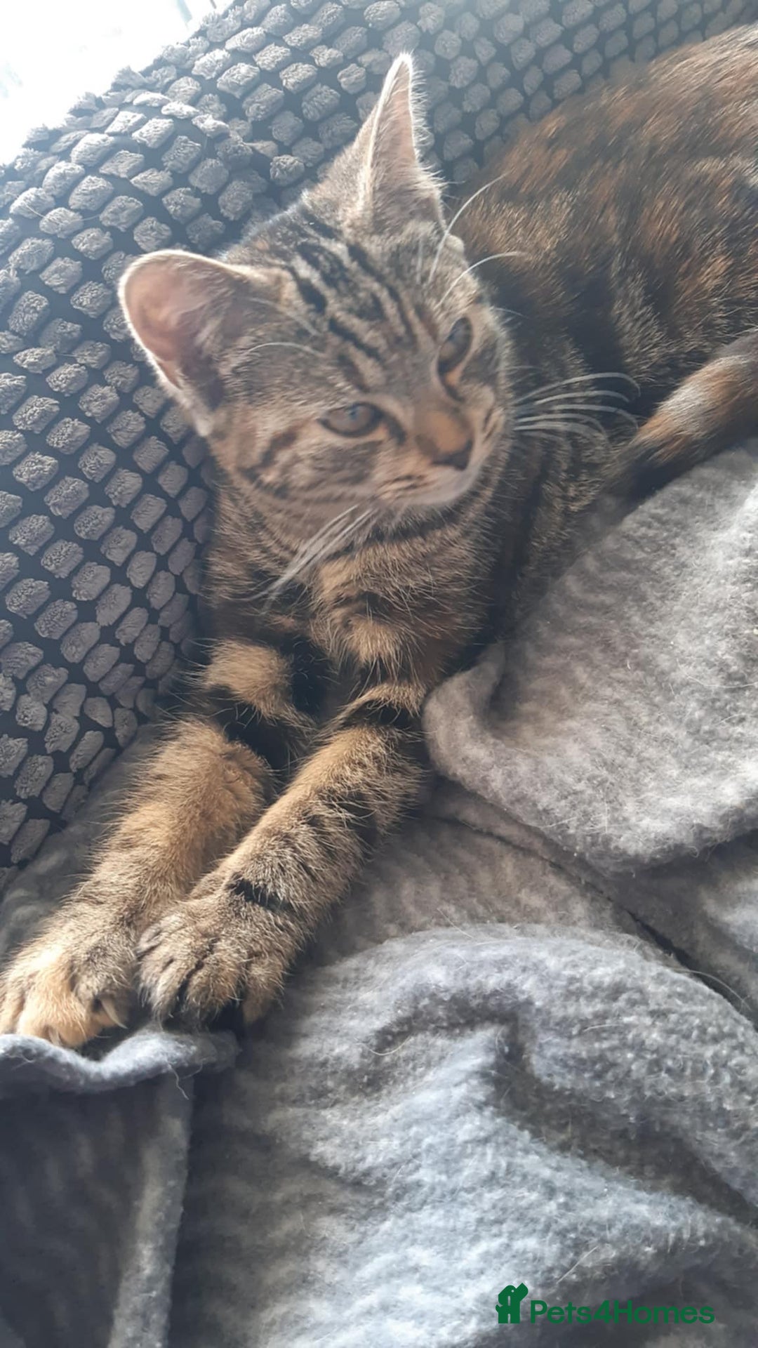 Mixed Breed cats for sale: Mollie  - Image 2