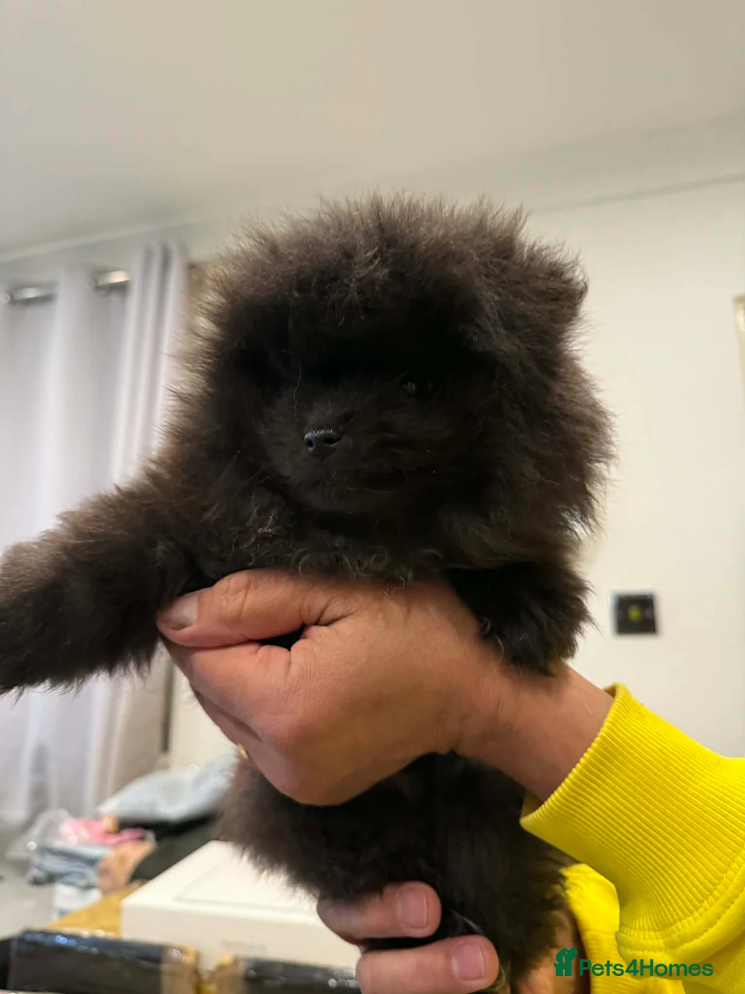 Pomeranian dogs for sale: Adorable Black Pomeranian Puppies  in Morecambe - Advert 9
