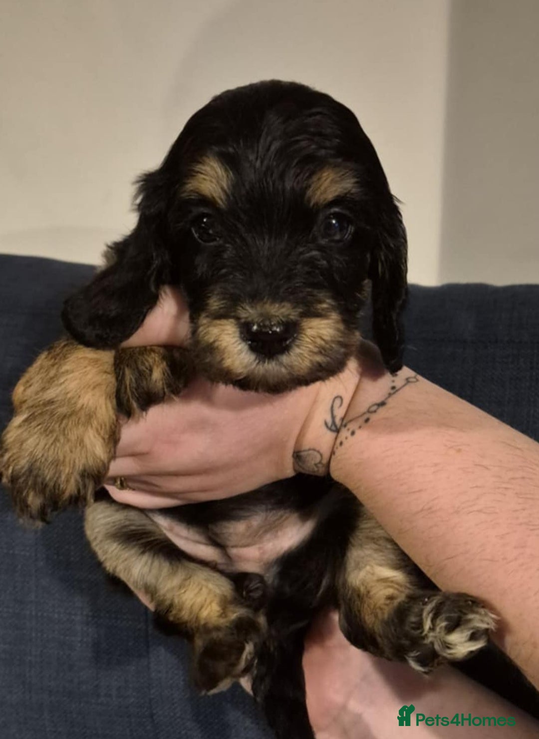 Cockapoo dogs for sale: Fantastic health tested F1b TOY COCKAPOOS - Advert 2