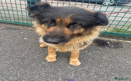 German Shepherd dogs for sale: SHEBA 7 YEAR OLD GERMAN SHEPHERD  - Image 9