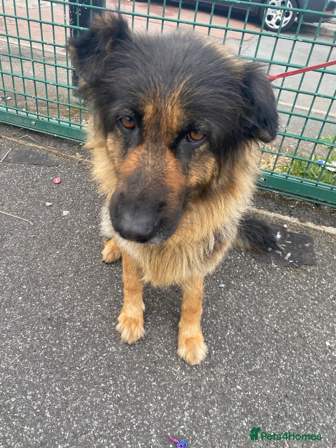 German Shepherd dogs for sale: SHEBA 7 YEAR OLD GERMAN SHEPHERD  - Image 9