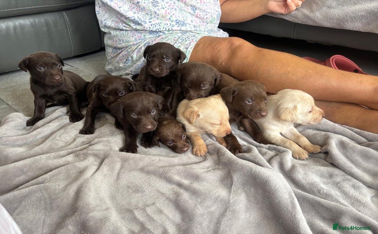 Labrador Retriever dogs - Advert 6