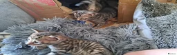 Bengal cats for sale: Snow lynx bengal x kittens  - Advert 18