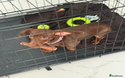 Miniature Dachshund dogs for sale: Miniature dachshund - Image 3