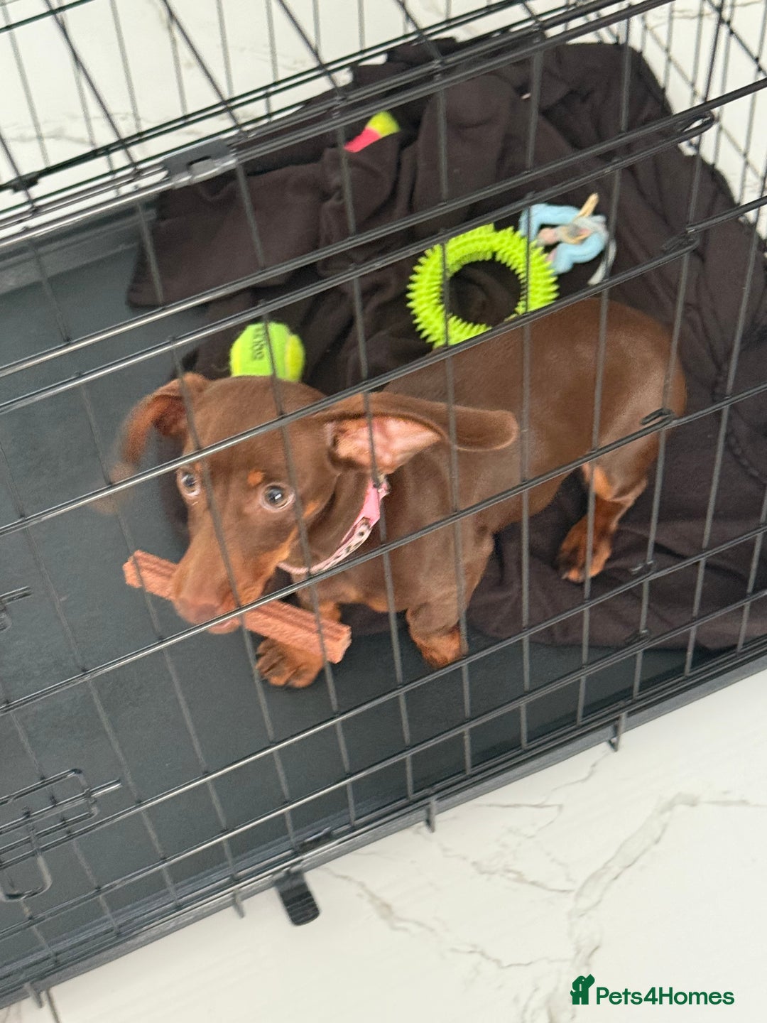Miniature Dachshund dogs for sale: Miniature dachshund - Image 3