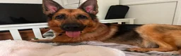 German Shepherd dogs for sale: Quality Straight Backed German Shepherd Puppies - Advert 3