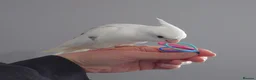 Cockatiels birds for sale: Hand reread silly tame DNA sexed baby cockatiels  - Advert 16