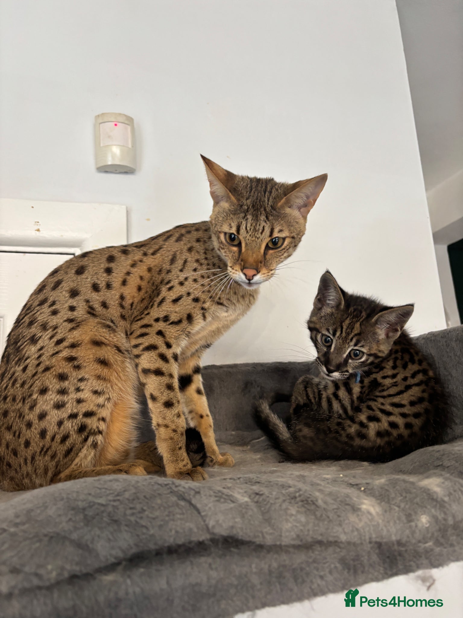 Savannah cats 🔥 Exceptional Savannah F3Kittens Rare Markings 🔥 - Advert 2